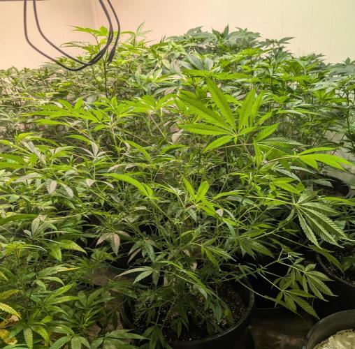 Sunset Sherbet. Week 15