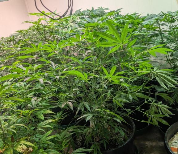 Sunset Sherbet. Week 15