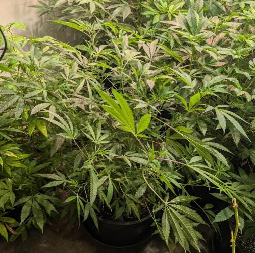 Sunset Sherbet. Week 15