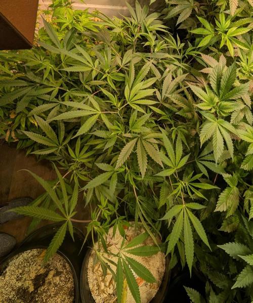 Sunset Sherbet. Week 15