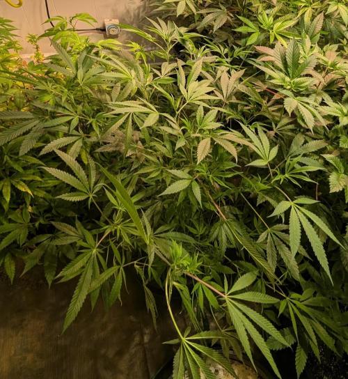 Sunset Sherbet. Week 15