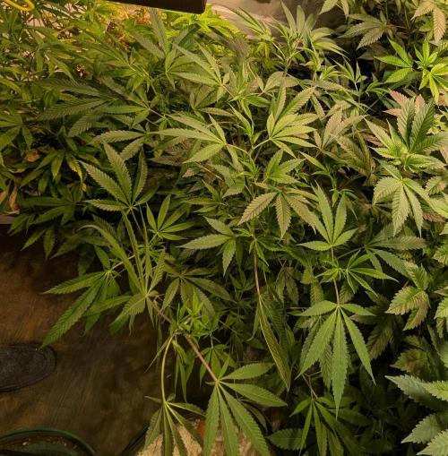 Sunset Sherbet. Week 15
