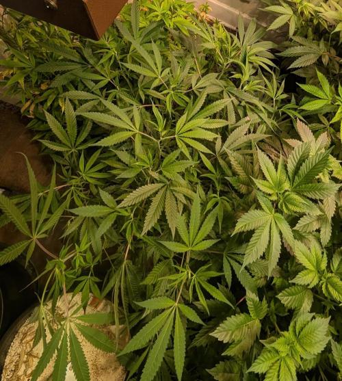 Sunset Sherbet. Week 15