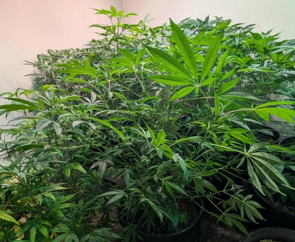 Sunset Sherbet. Week 15