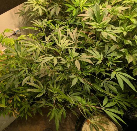 Sunset Sherbet. Week 15