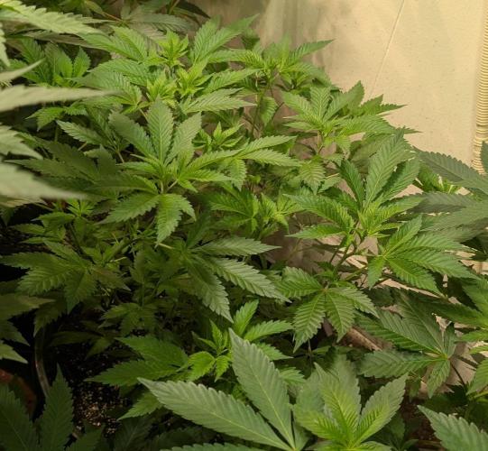 Forbidden Fruit. Week 15