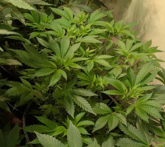 Forbidden Fruit. Week 15