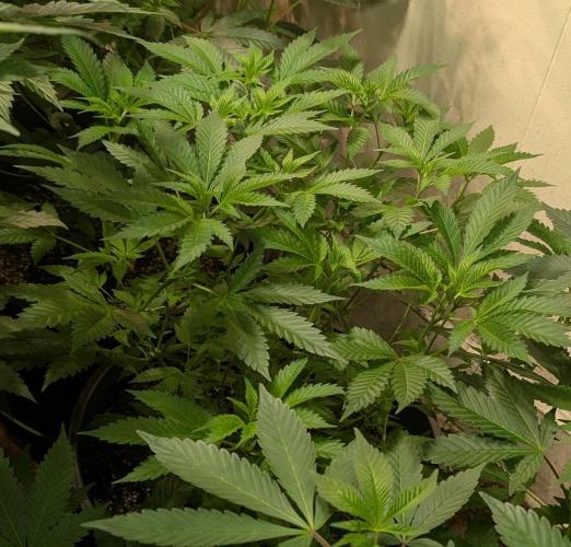 Forbidden Fruit. Week 15
