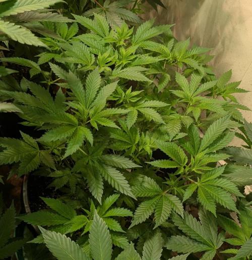Forbidden Fruit. Week 15