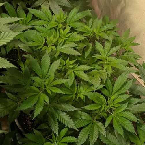 Forbidden Fruit. Week 15