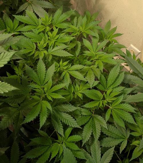 Forbidden Fruit. Week 15