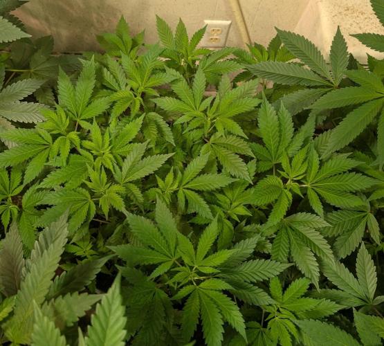 Forbidden Fruit. Week 15