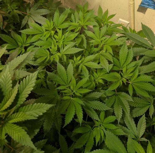 Forbidden Fruit. Week 15