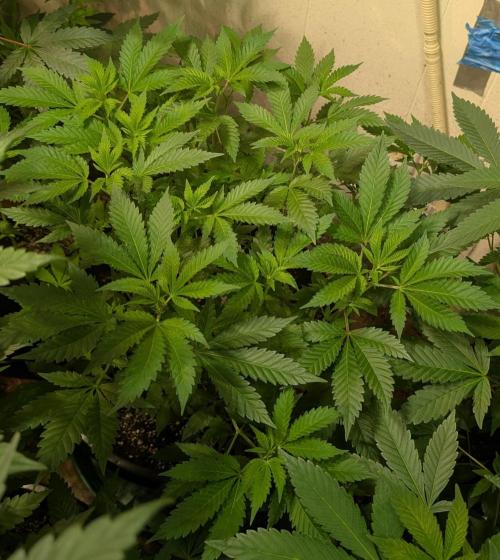 Forbidden Fruit. Week 15