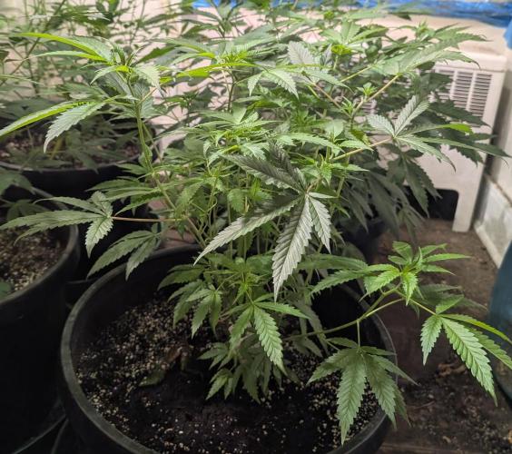 Pellezino Cookies. Week 15