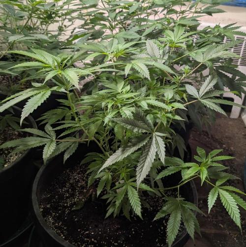 Pellezino Cookies. Week 15