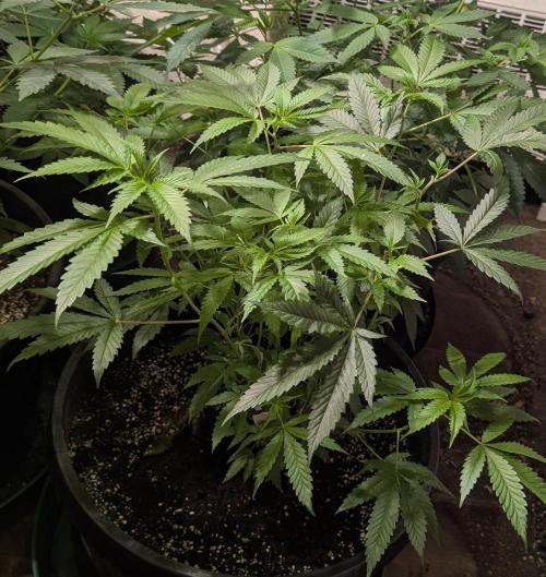 Pellezino Cookies. Week 15