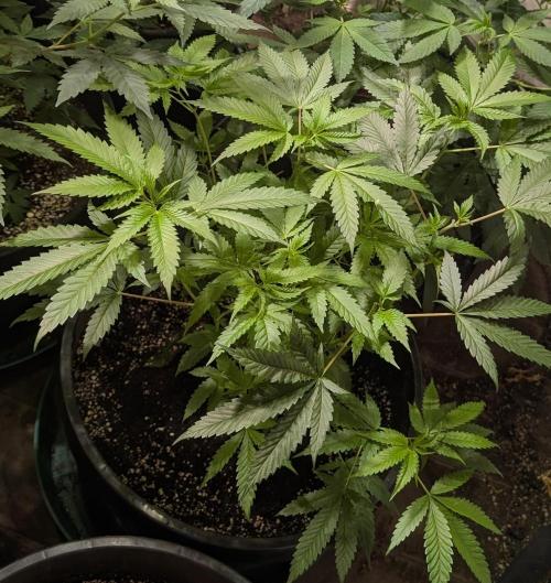 Pellezino Cookies. Week 15