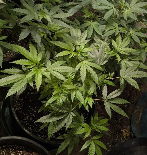 Pellezino Cookies. Week 15