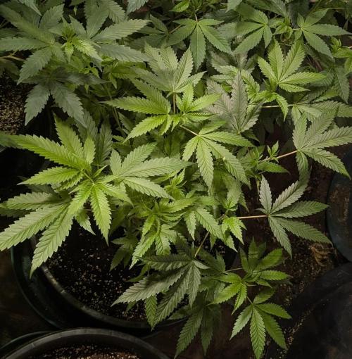 Pellezino Cookies. Week 15