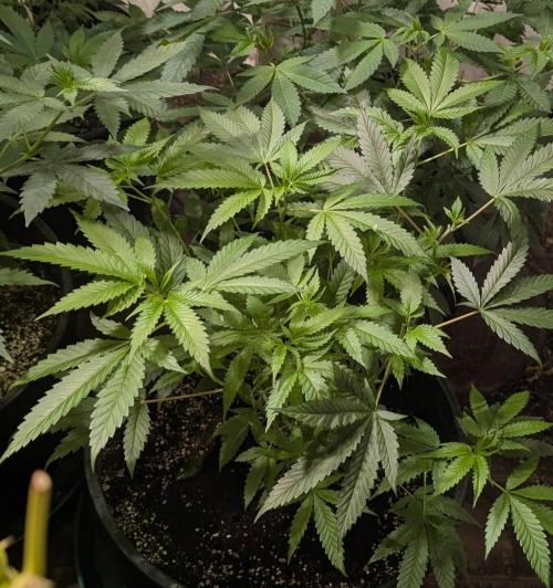 Pellezino Cookies. Week 15