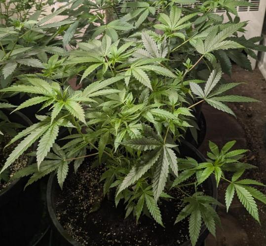 Pellezino Cookies. Week 15