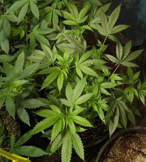 Pellezino Cookies. Week 15