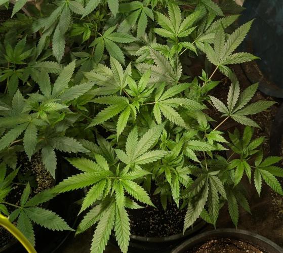 Pellezino Cookies. Week 15