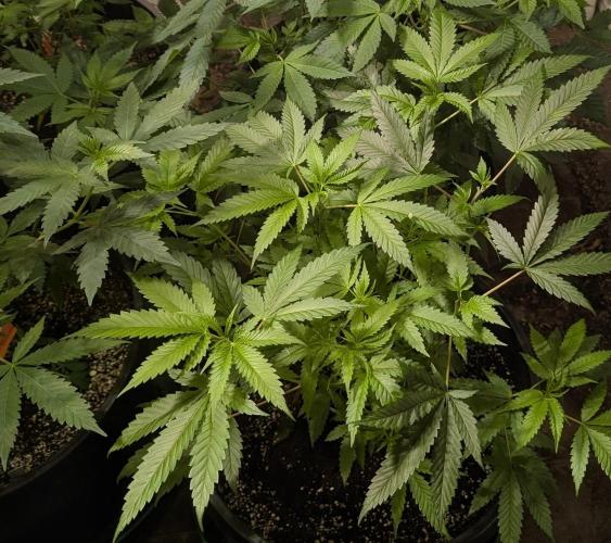 Pellezino Cookies. Week 15