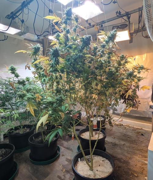 Killer Kush. Week 28