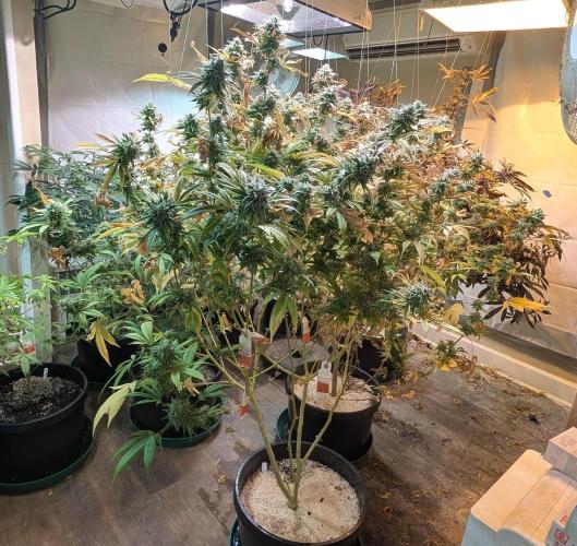 Killer Kush. Week 28