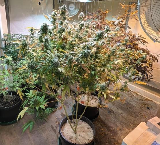 Killer Kush. Week 28