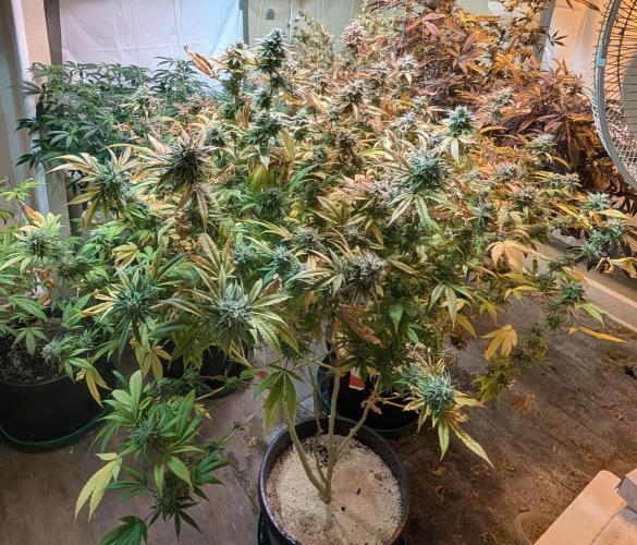 Killer Kush. Week 28