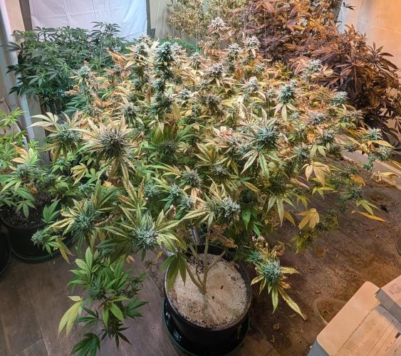 Killer Kush. Week 28
