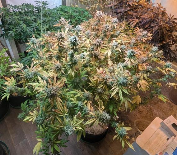 Killer Kush. Week 28