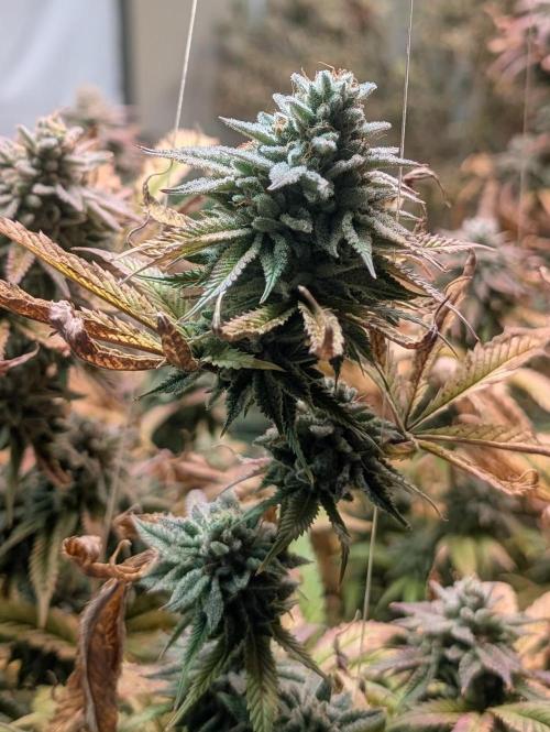 Killer Kush. Week 28