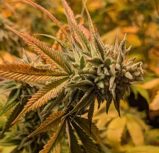 Killer Kush. Week 28