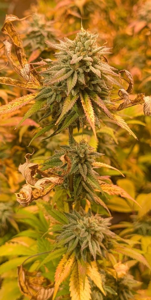 Killer Kush. Week 28