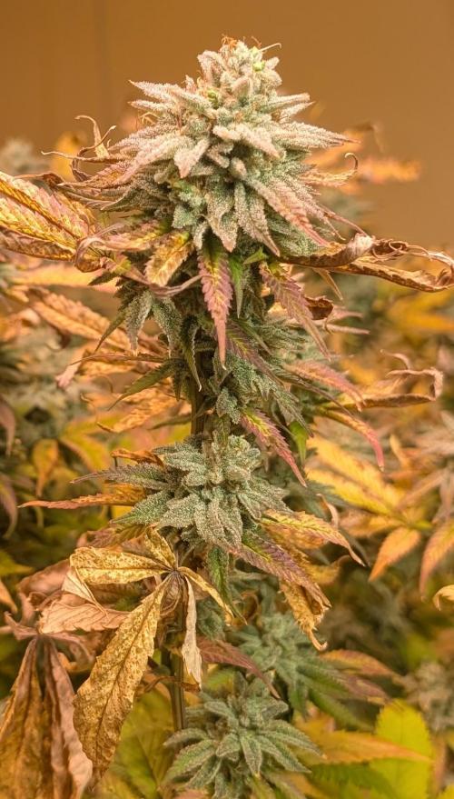 Killer Kush. Week 28