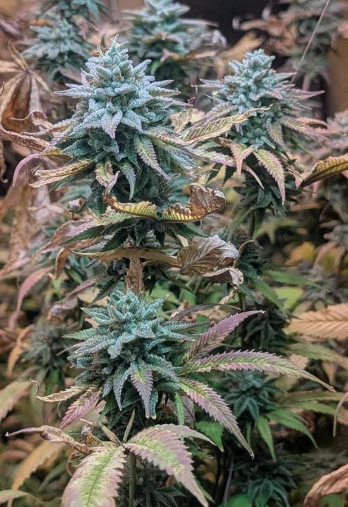 Killer Kush. Week 28
