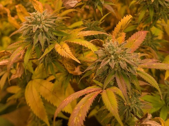 Killer Kush. Week 28