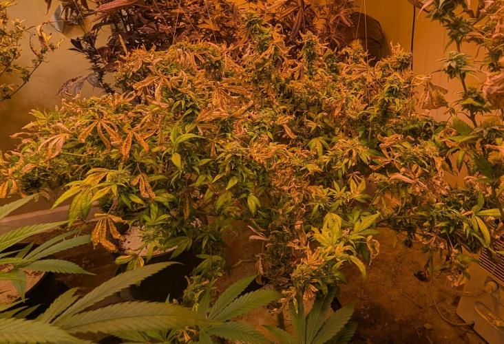 MAC Ganja. Week 28