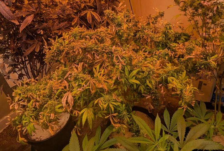 MAC Ganja. Week 28