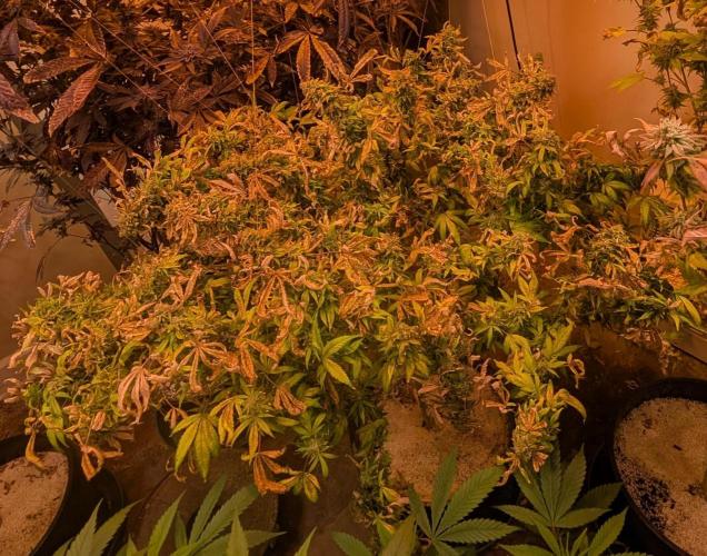 MAC Ganja. Week 28