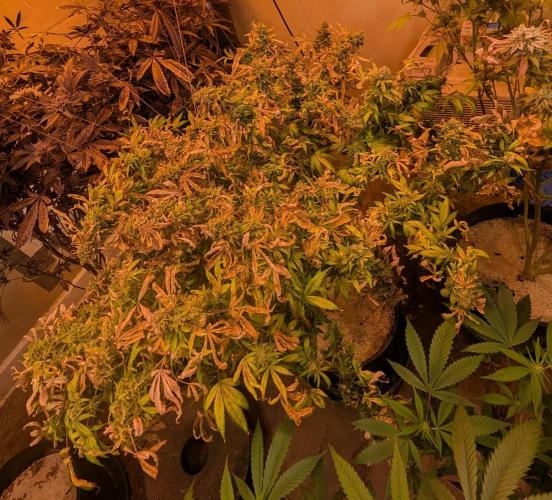 MAC Ganja. Week 28