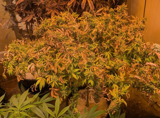 MAC Ganja. Week 28