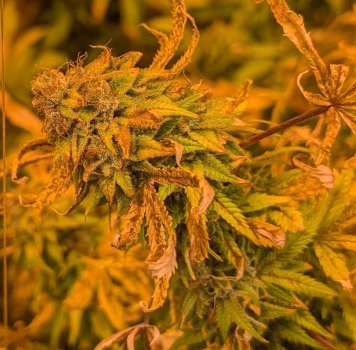 MAC Ganja. Week 28