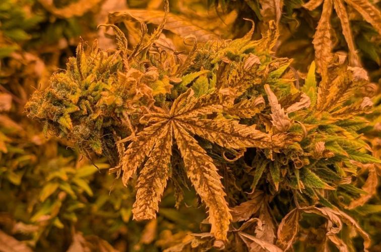 MAC Ganja. Week 28