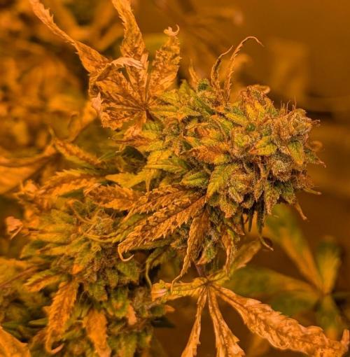 MAC Ganja. Week 28