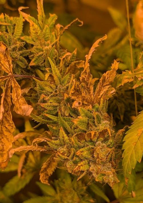 MAC Ganja. Week 28